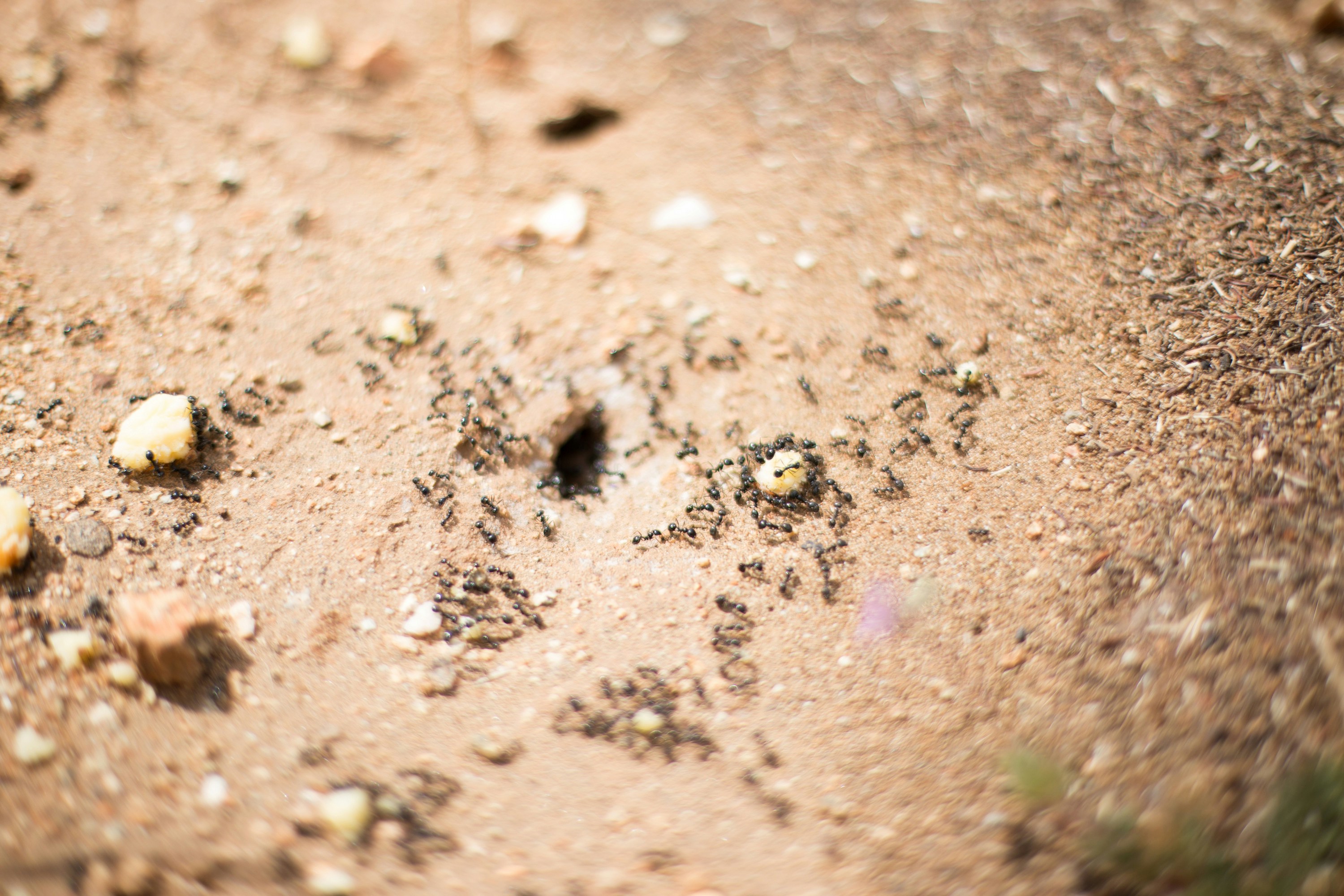 An ant colony carries goods 