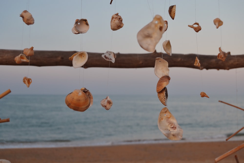 brown seashell hanging decor near body of water