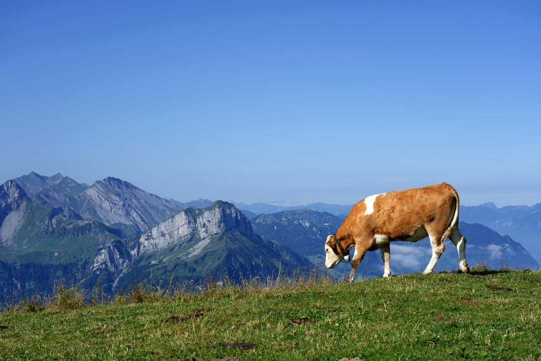 brown and white cattle in green field viewing mountain under blue sky during daytime