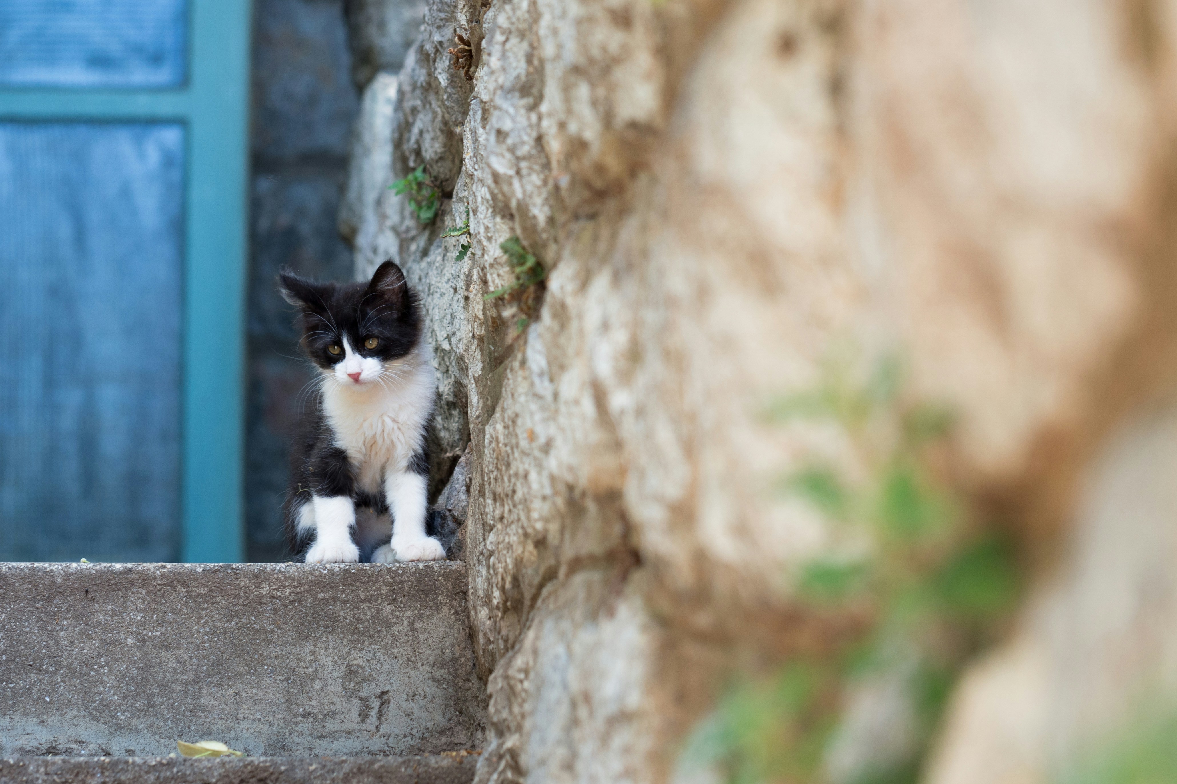 sweet little wild kitten posing next to a wall