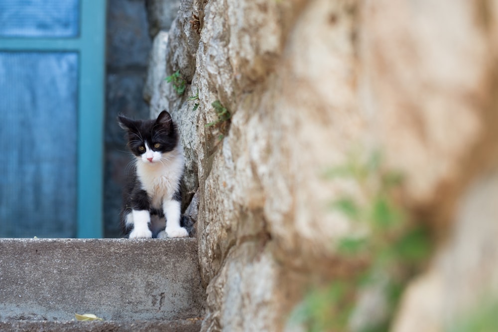 tuxedo kitten near stone wall