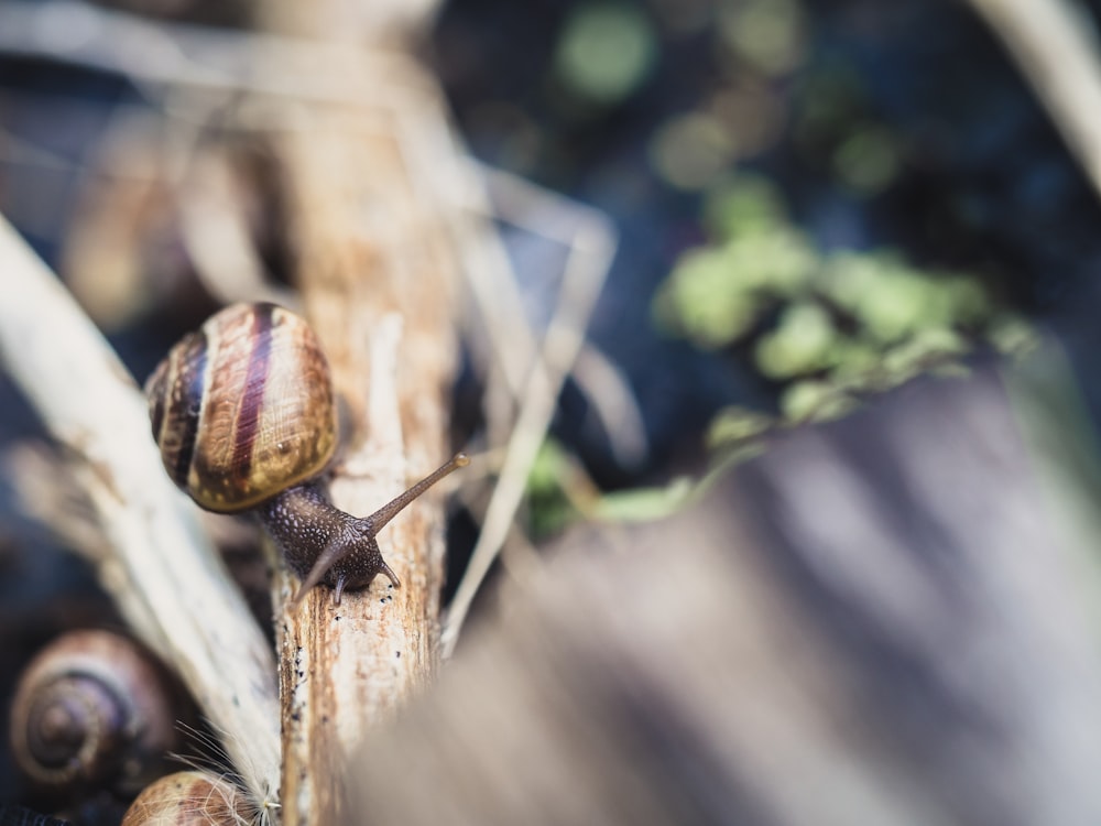 macro photography of brown snail on twig