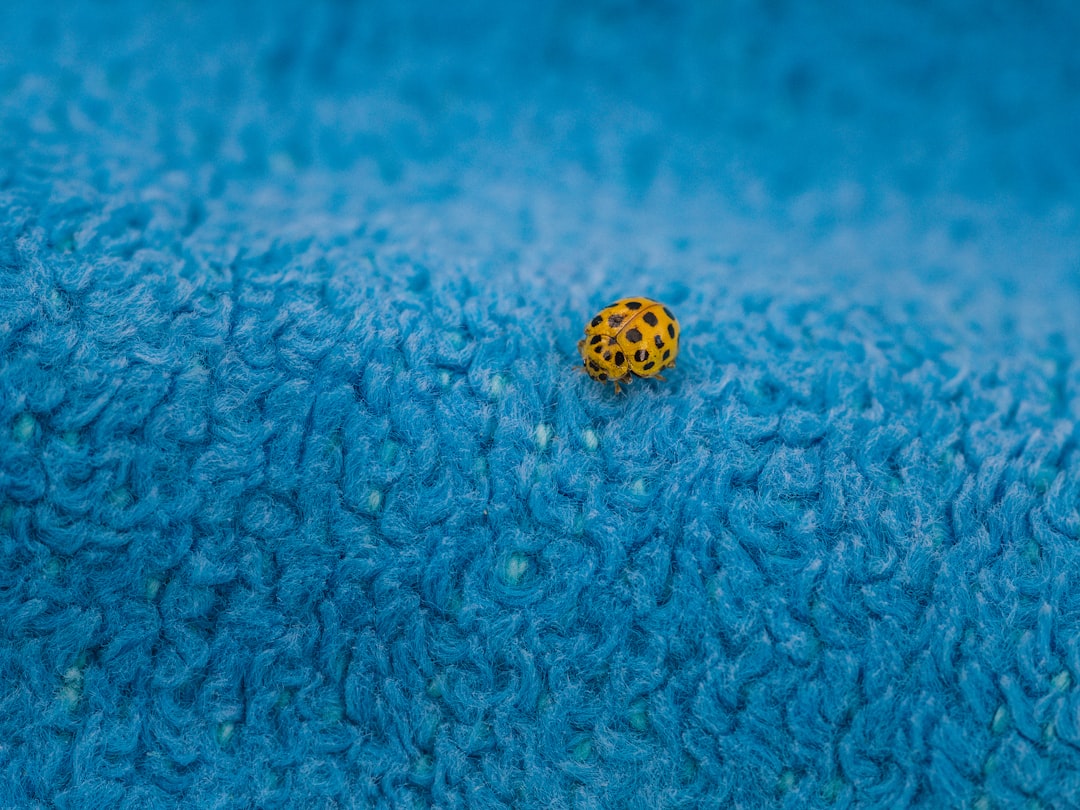 black dotted yellow ladybug on a blue towel