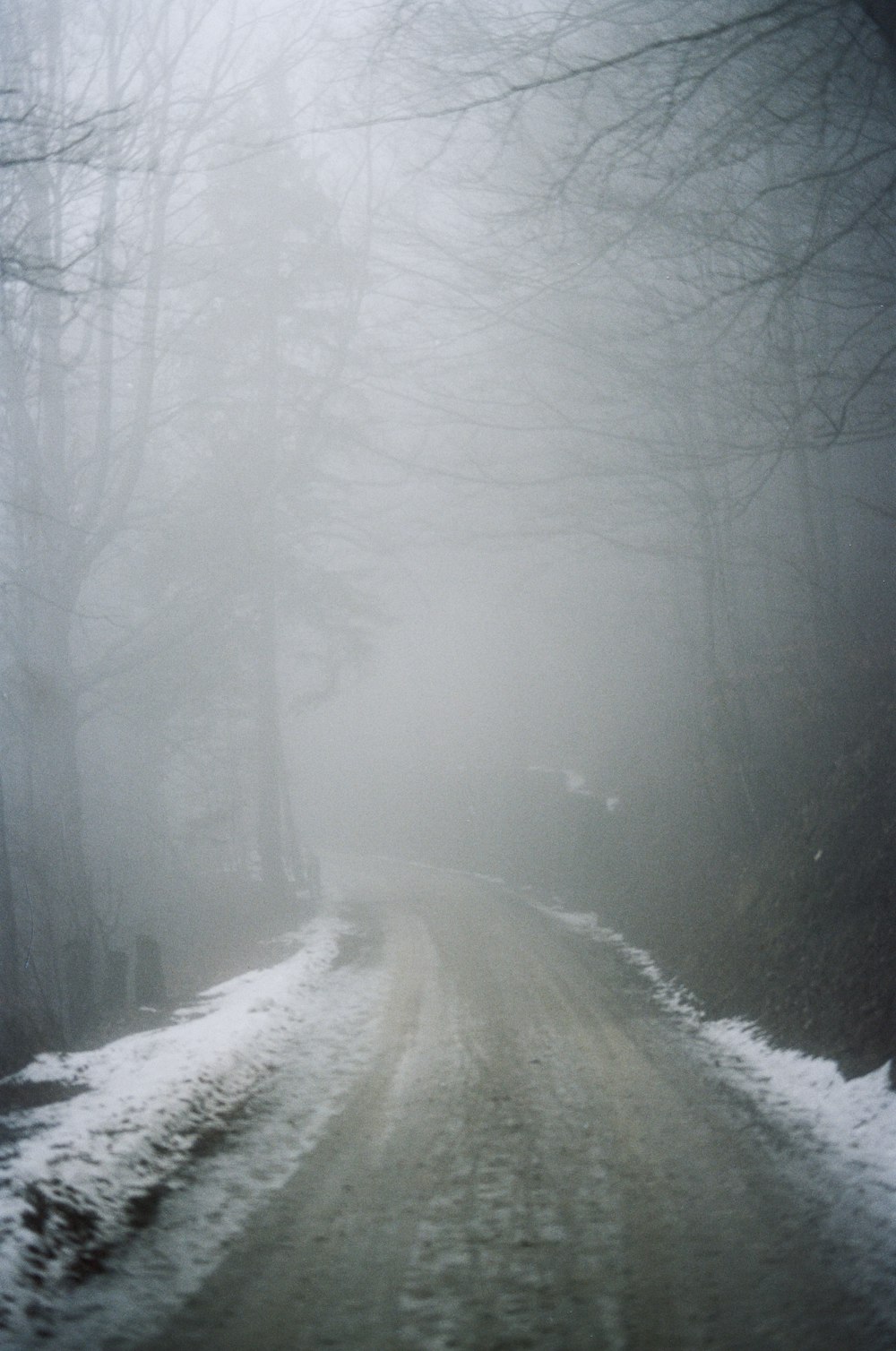 road and bare trees during day