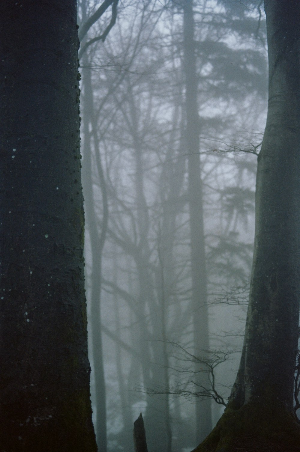 forest covered in fog