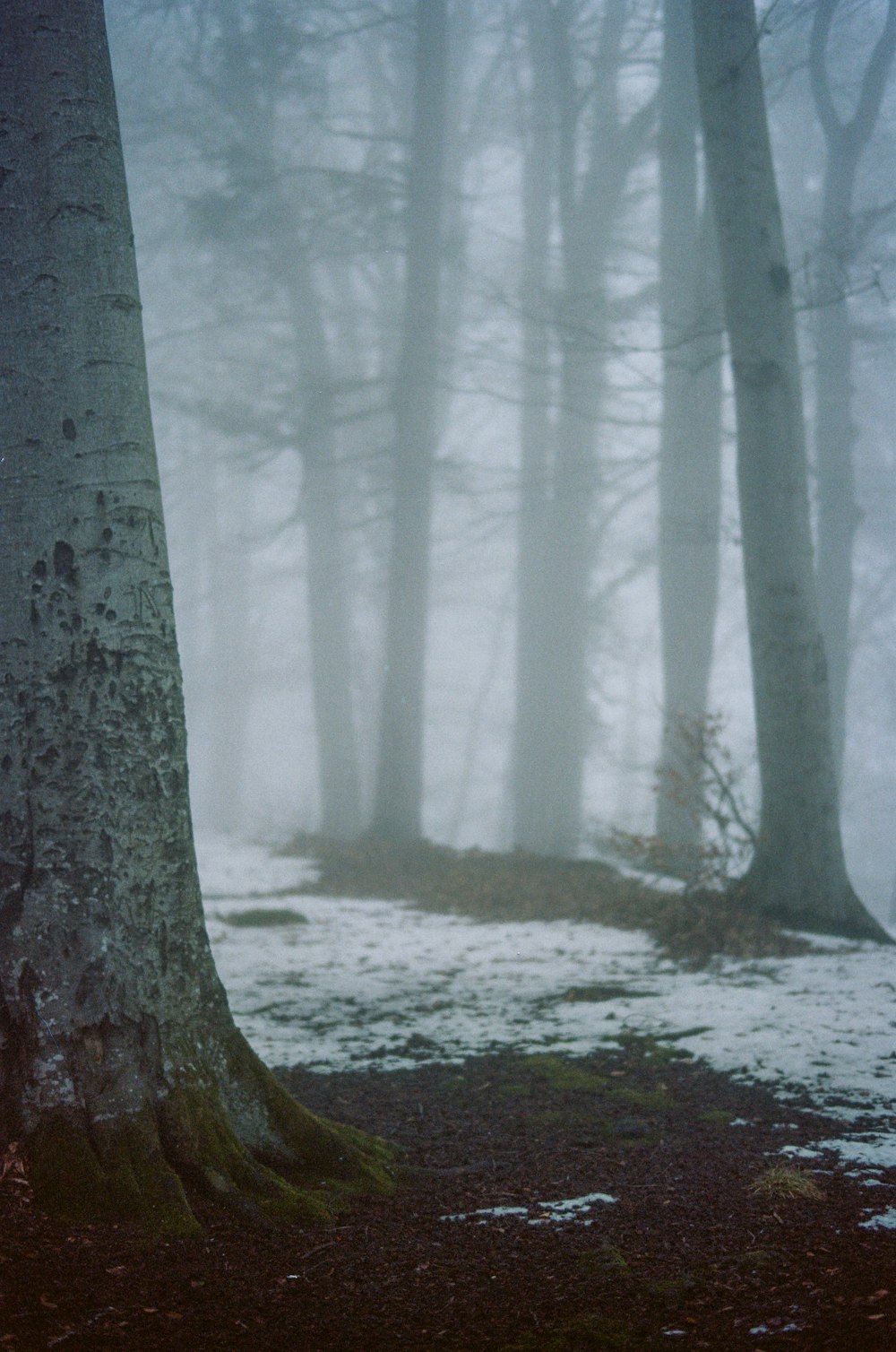 trees and snow field