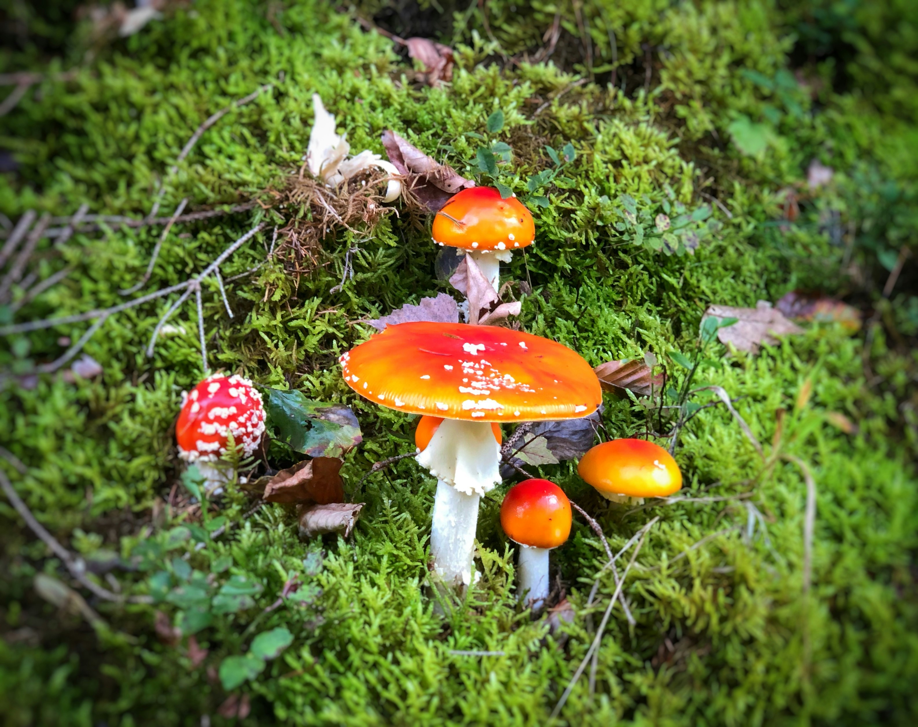 orange and white mushrooms