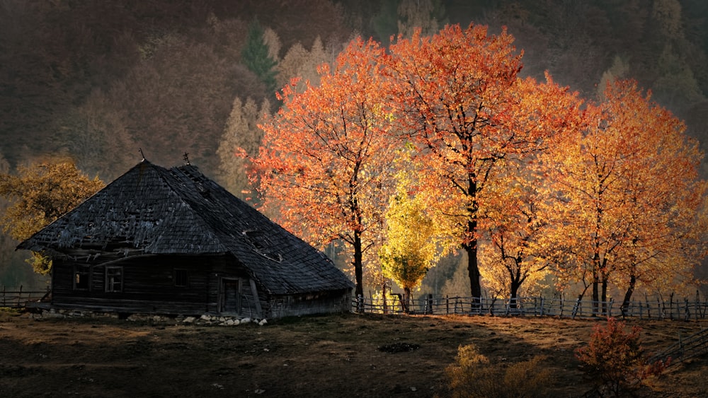 gray wooden house surrounded with tall and orange trees