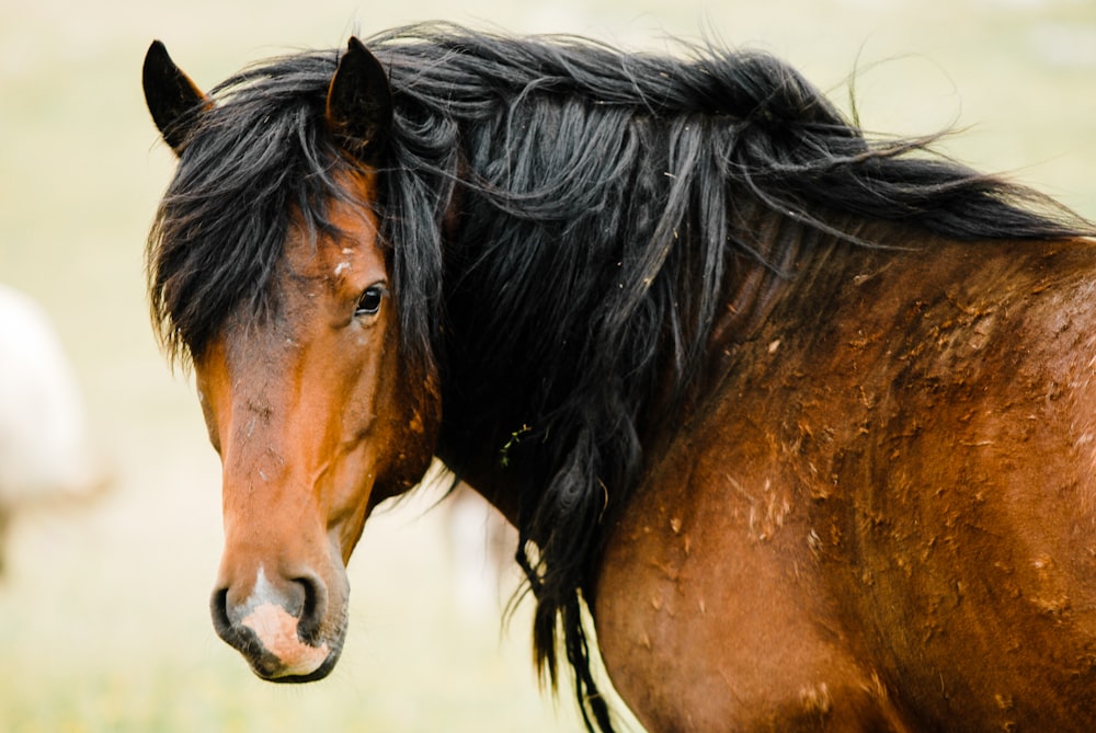 Brown Horse On Brown Field During Daytime Photo Free Horse Image On Unsplash