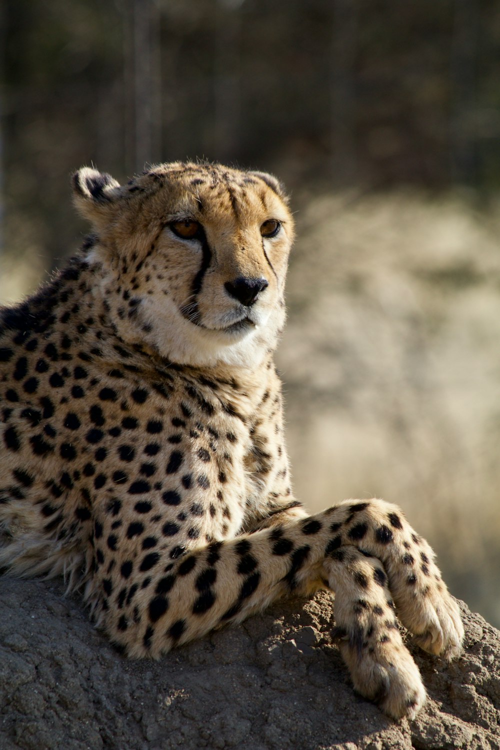 cheetah on gray rocks