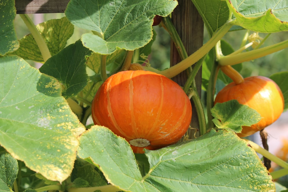 orange pumpkin plants