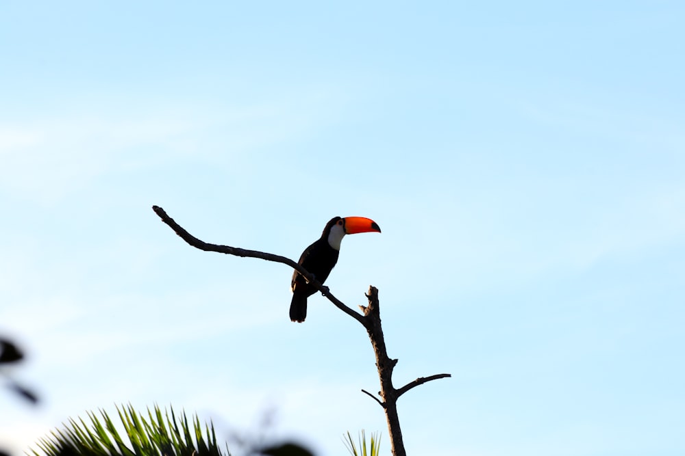 oiseau toucan noir et blanc sur la branche d’arbre pendant la journée