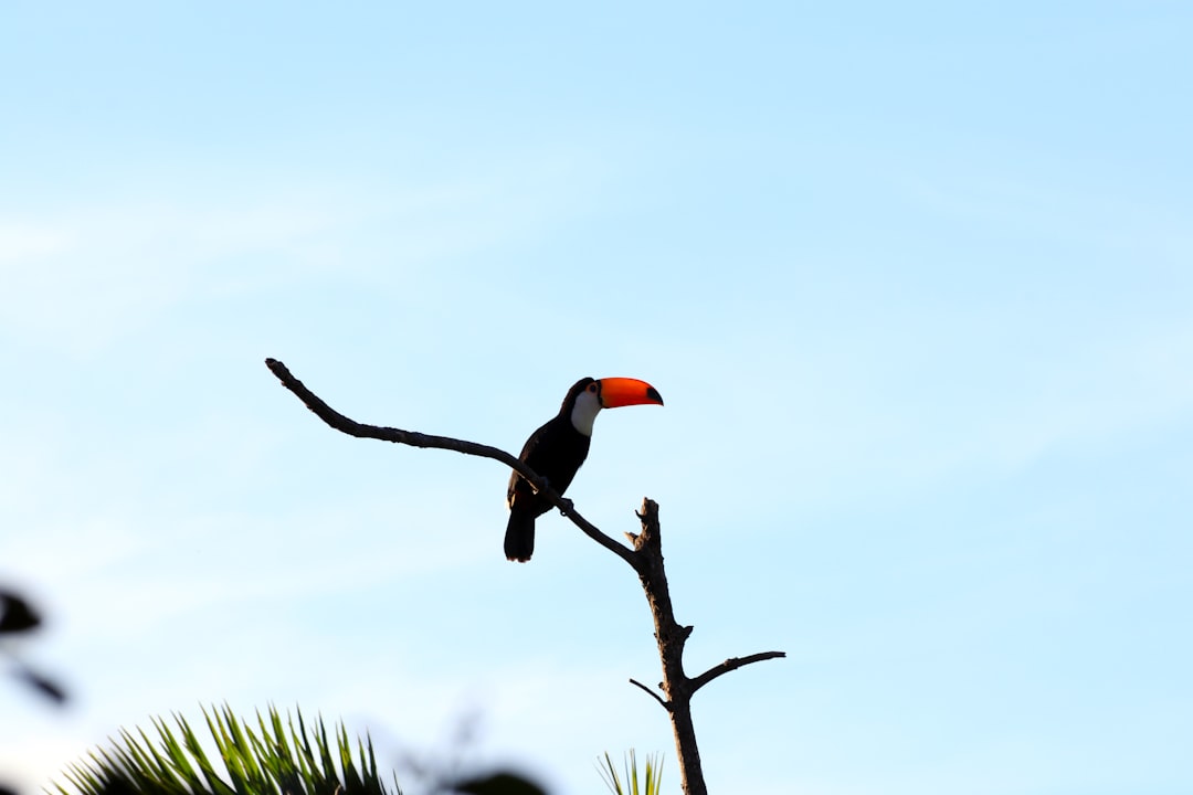 black and white toucan bird on tree branch during daytime