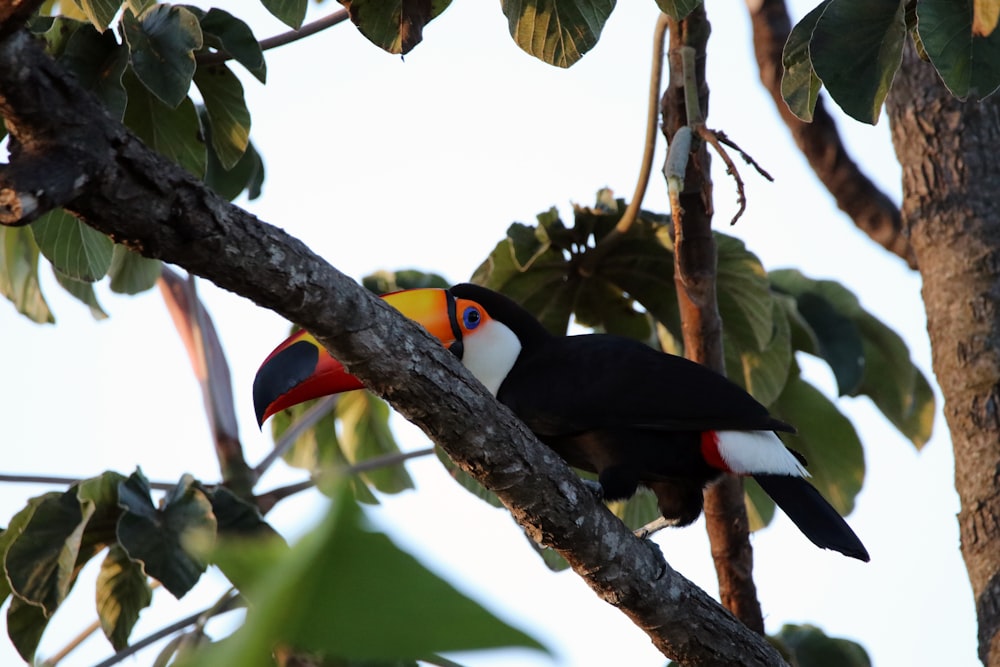Pássaro tucano preto e branco em galho de árvore durante o dia