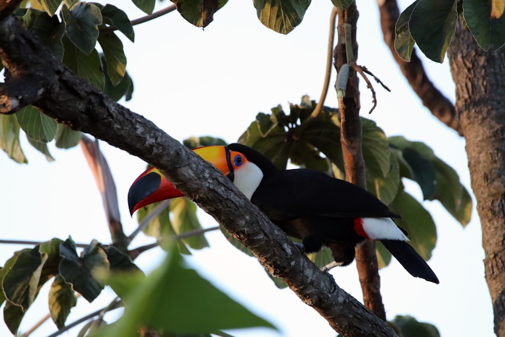 black and white toucan bird on tree branch during daytime