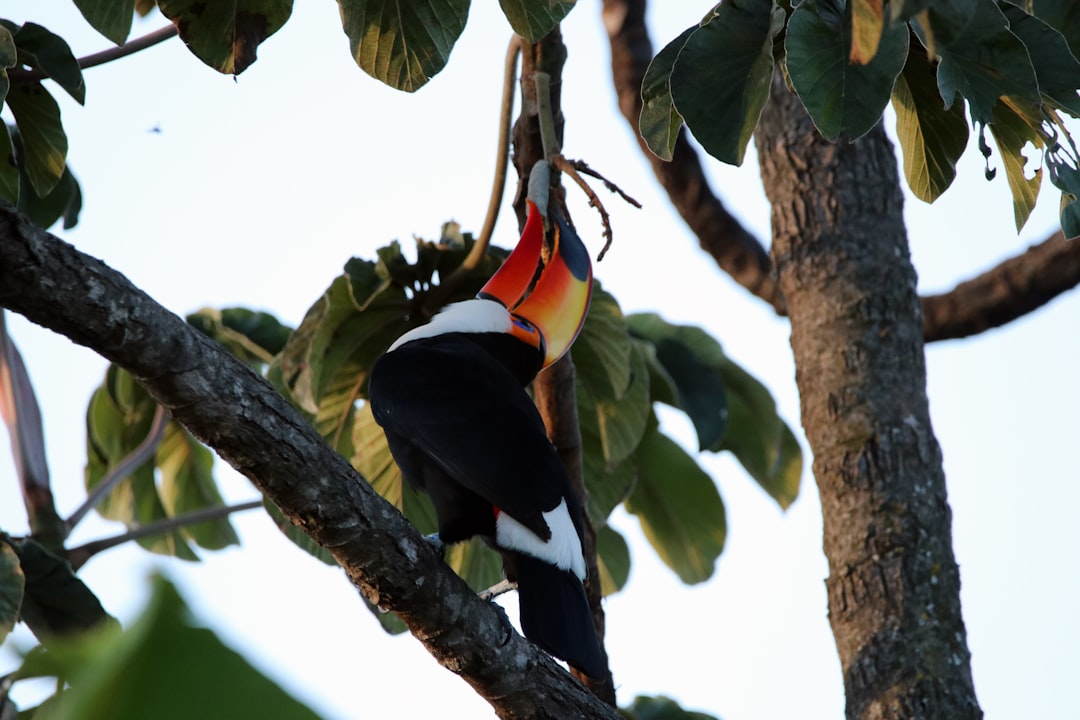 black and white toucan