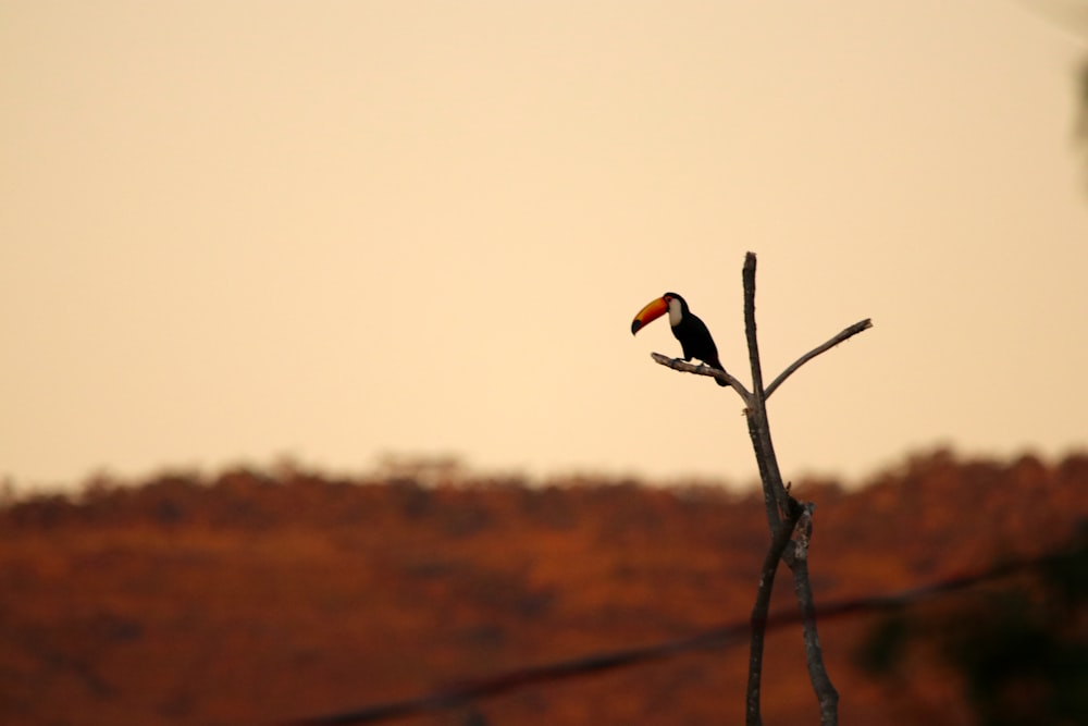 Fotografia de foco seletivo de pássaro preto em galho