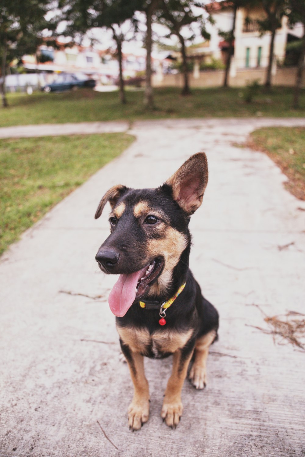 short coated brown and black dog sitting on concrete pavement during daytime