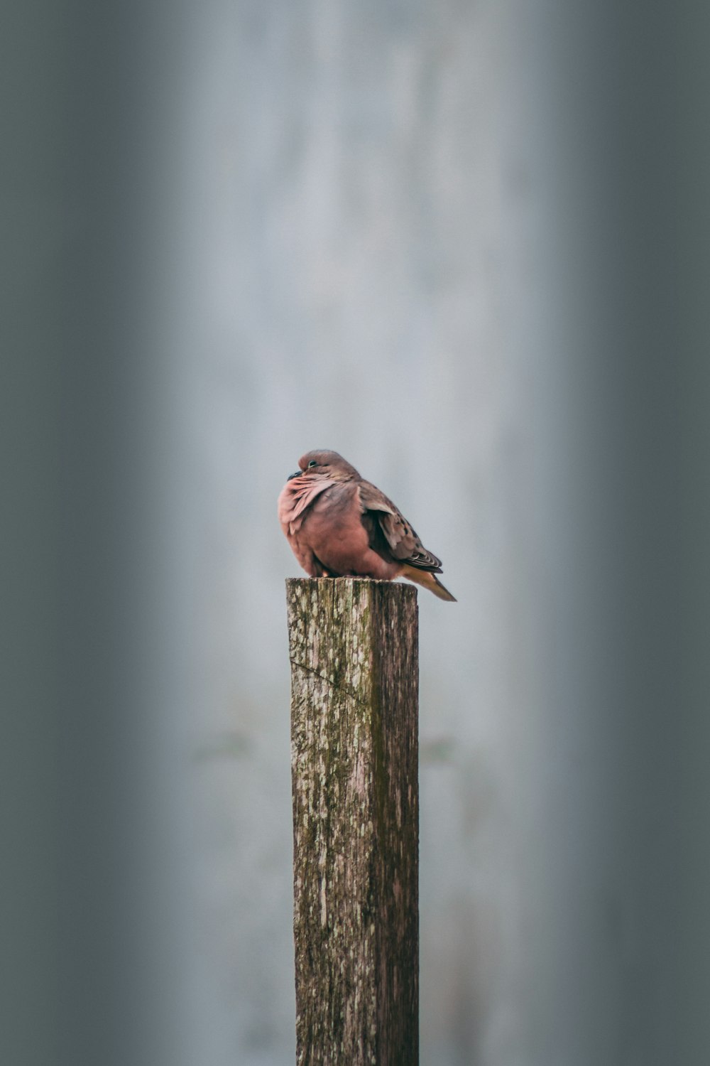 brown and black bird