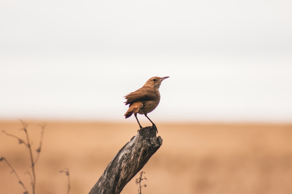 selective focus photography of brown bird on tree brach