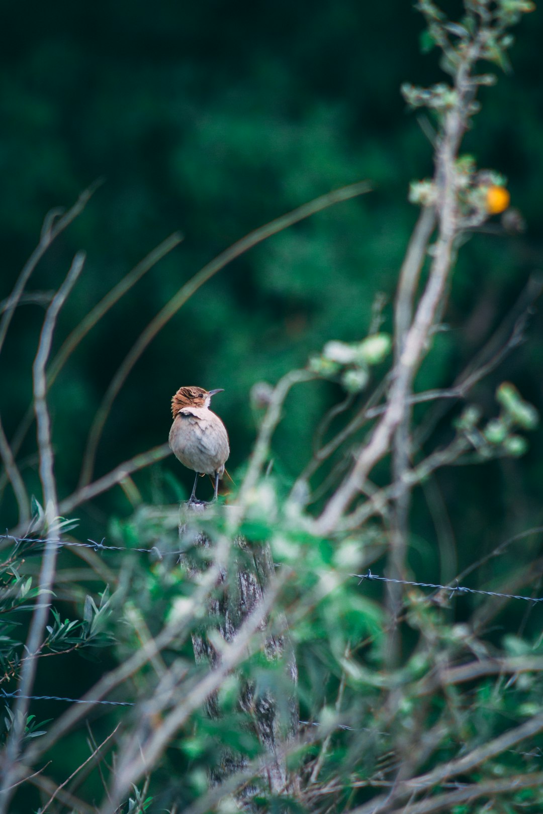 selective focus photography of gray and brown bird on barbed wire fence