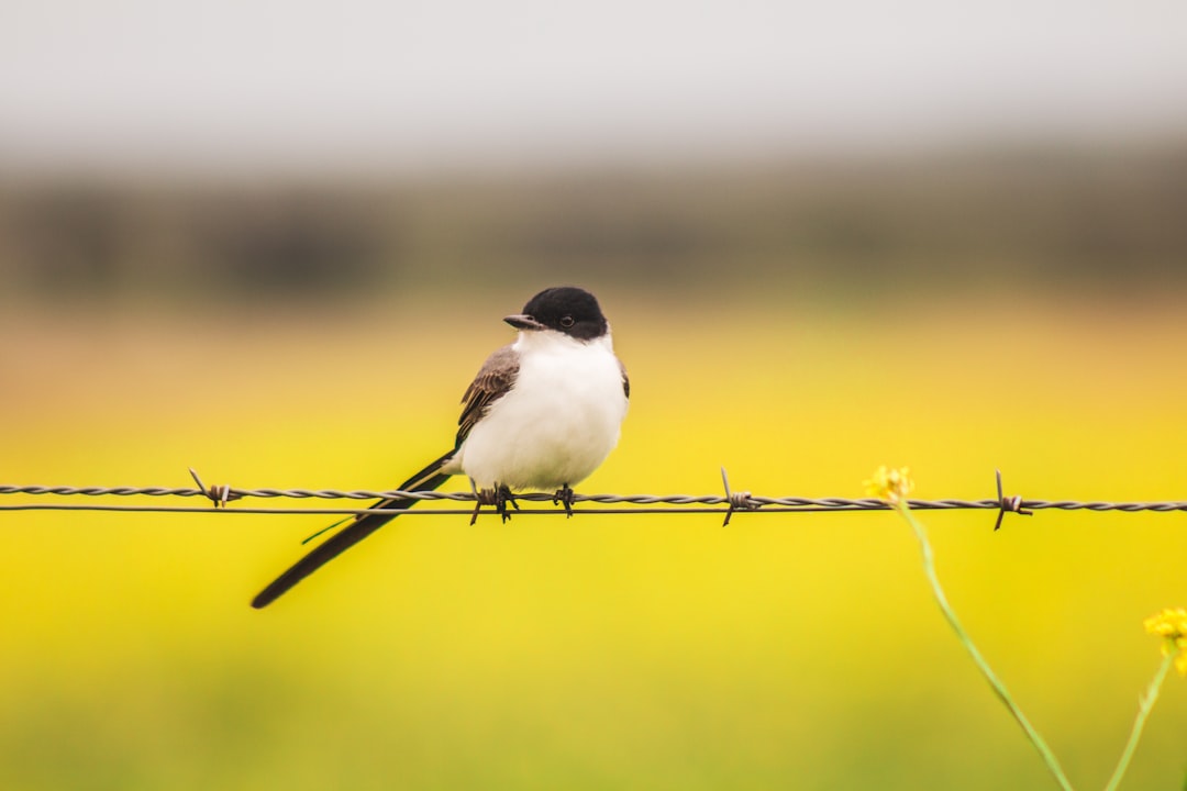 macro photography of white and black bird on barb wire