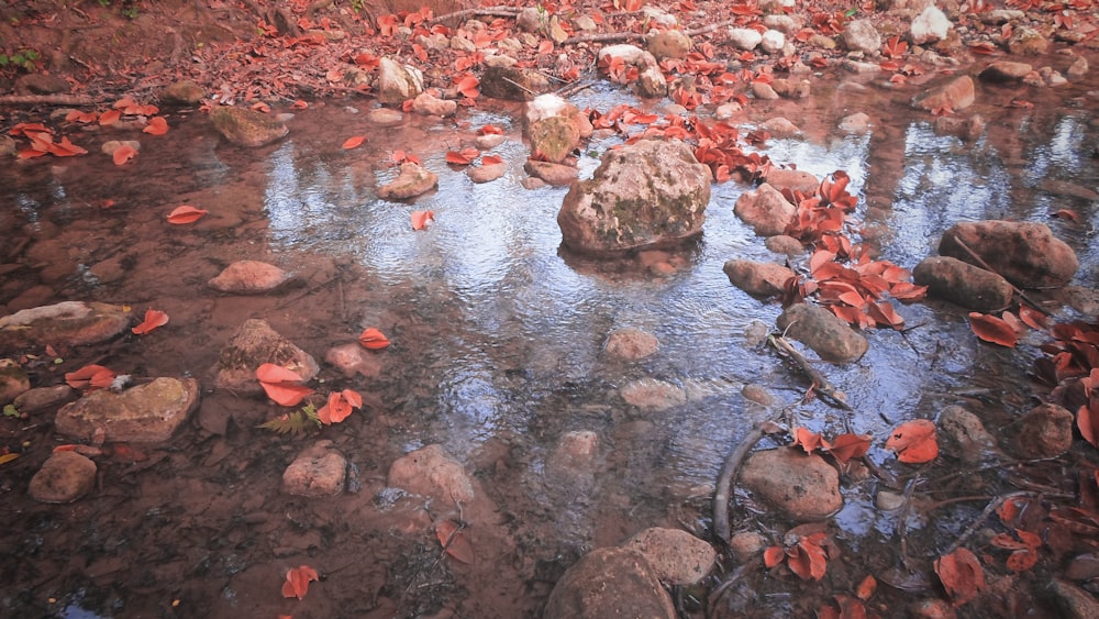 fallen red leaves on body of water