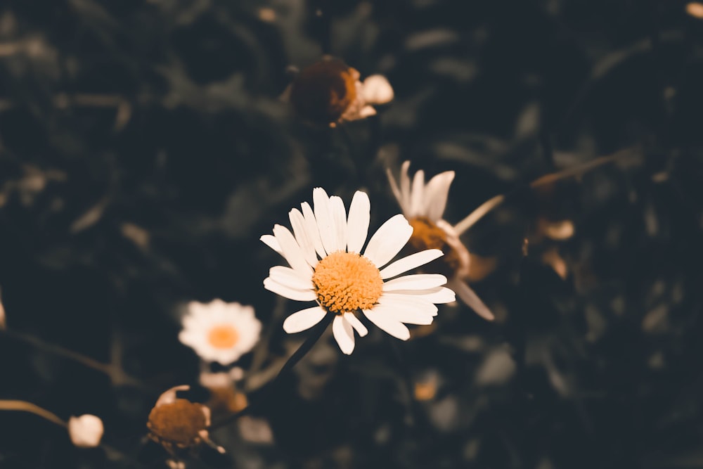 fleurs blanches en fleurs
