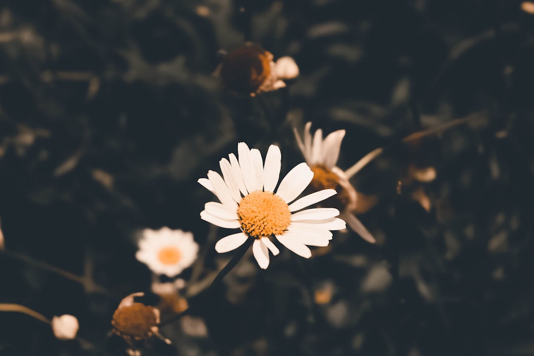 white flowers in bloom