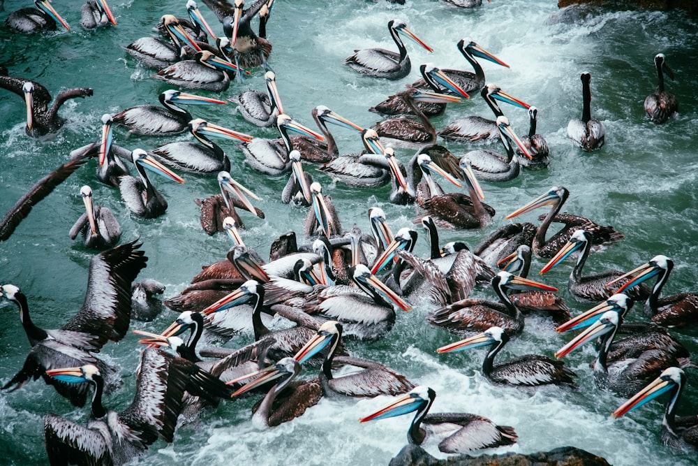 gray long-beaked birds on body of water painting