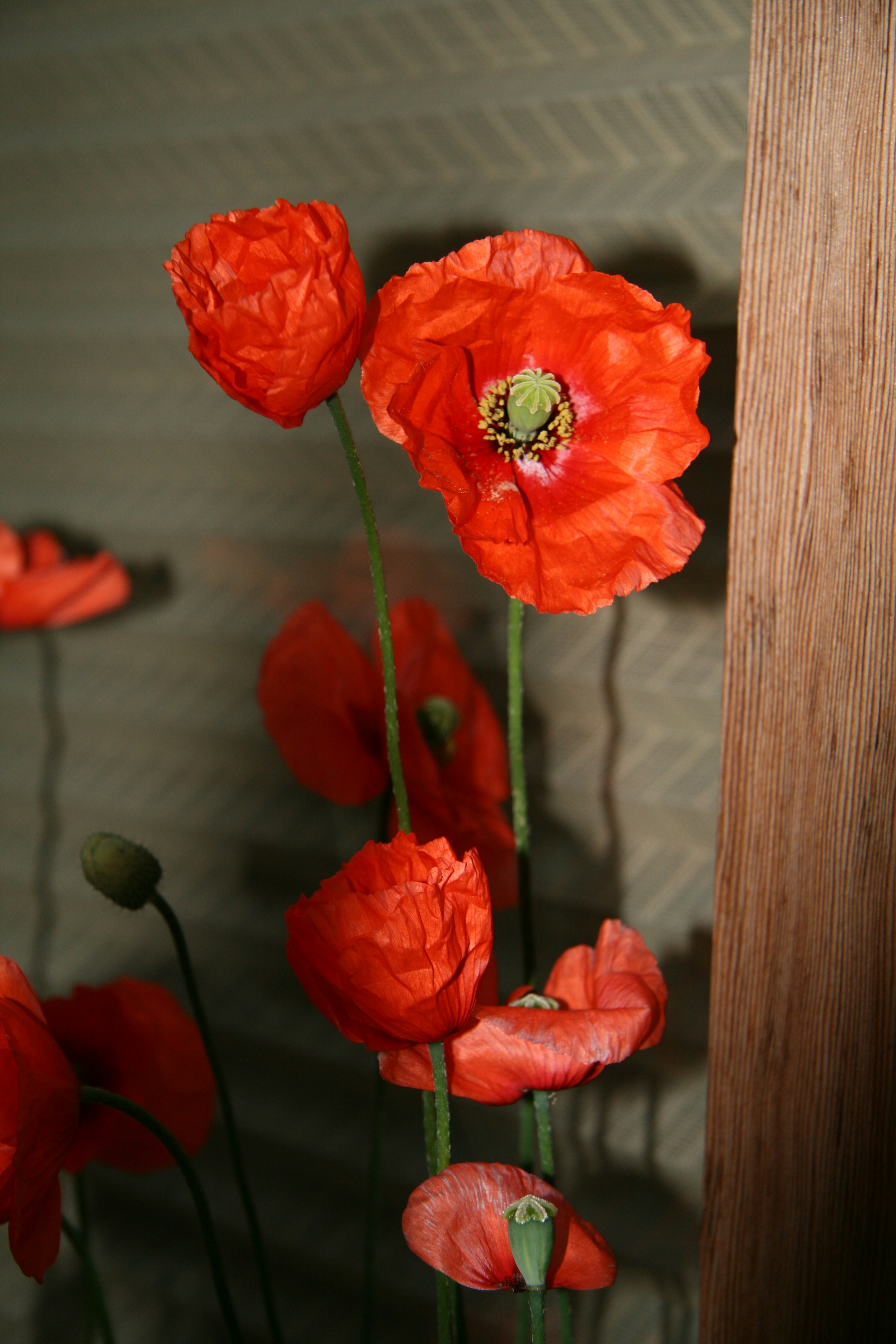 selective focus photography of red petaled flowers