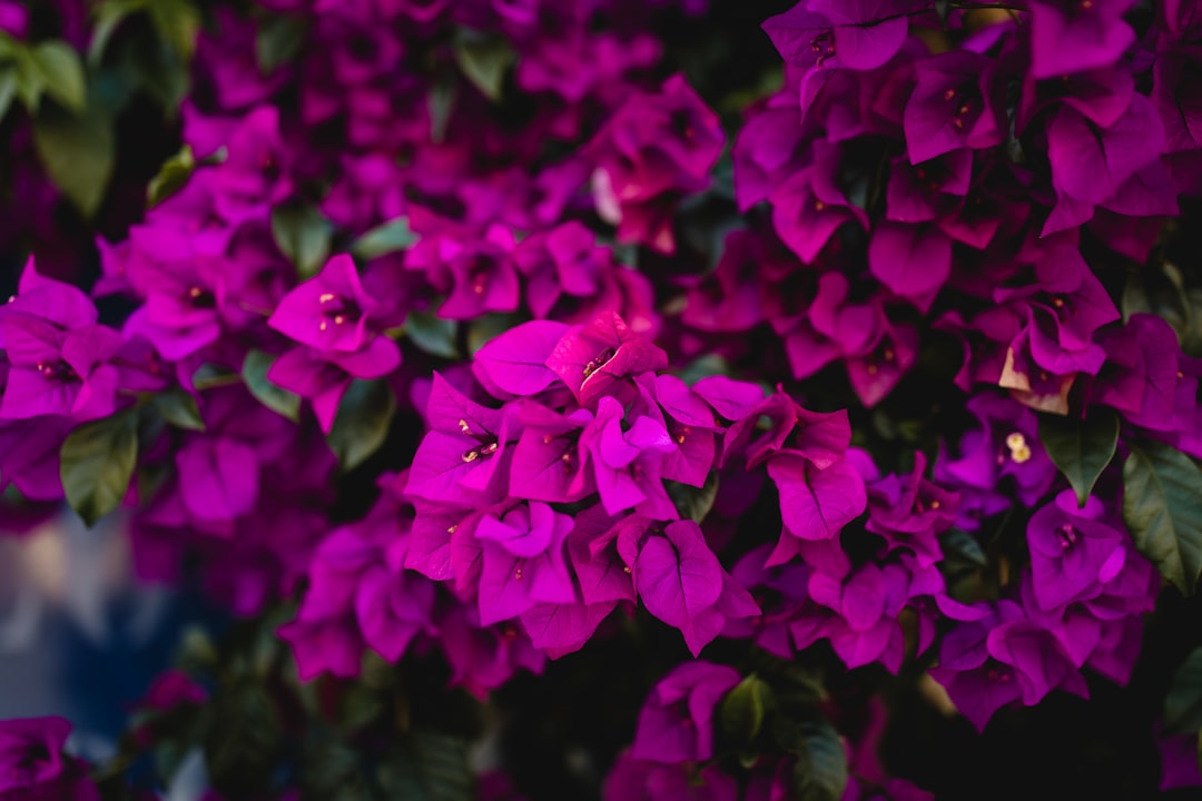 macro photography of pink bougainvillea flowers