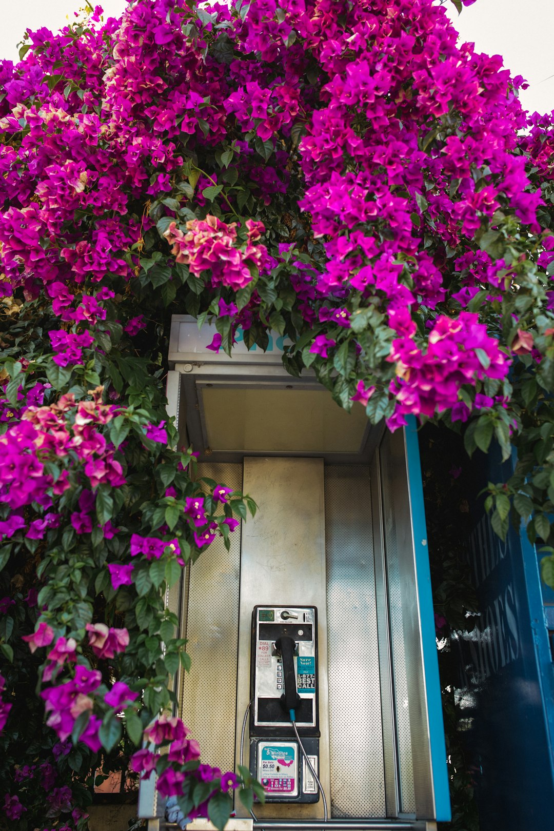 purple flowers near telephone booth