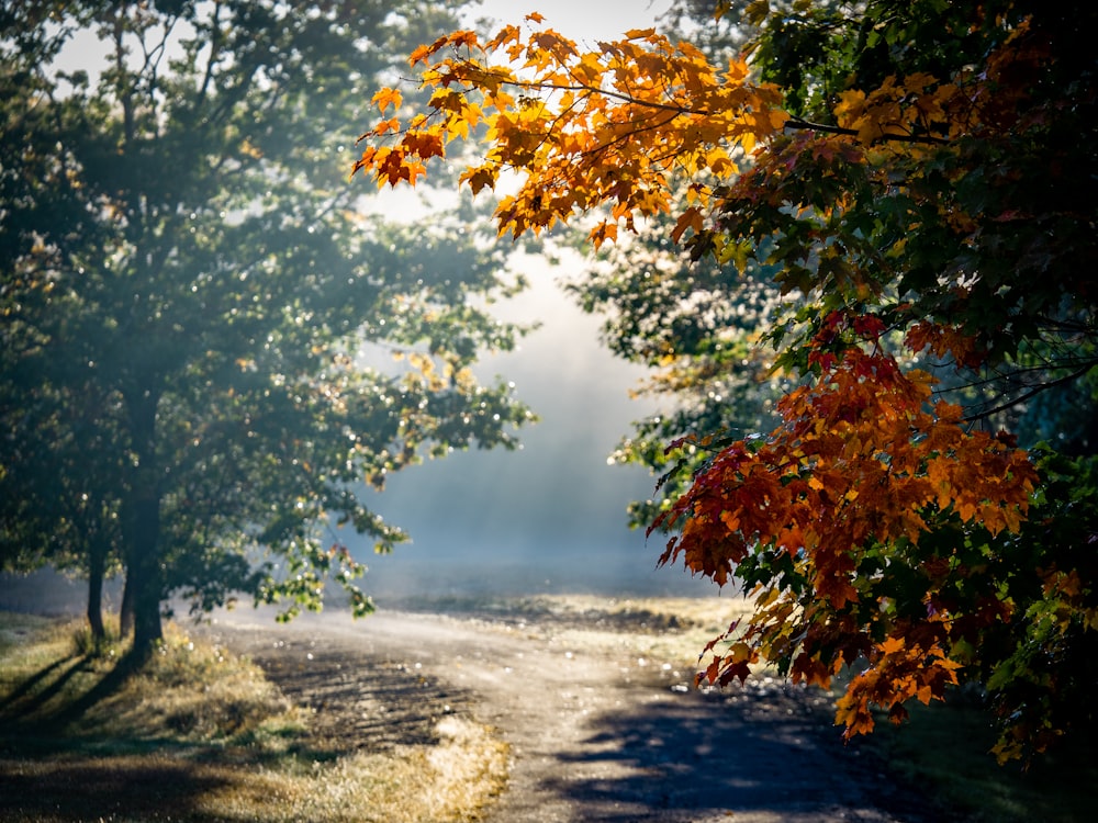 trees during day