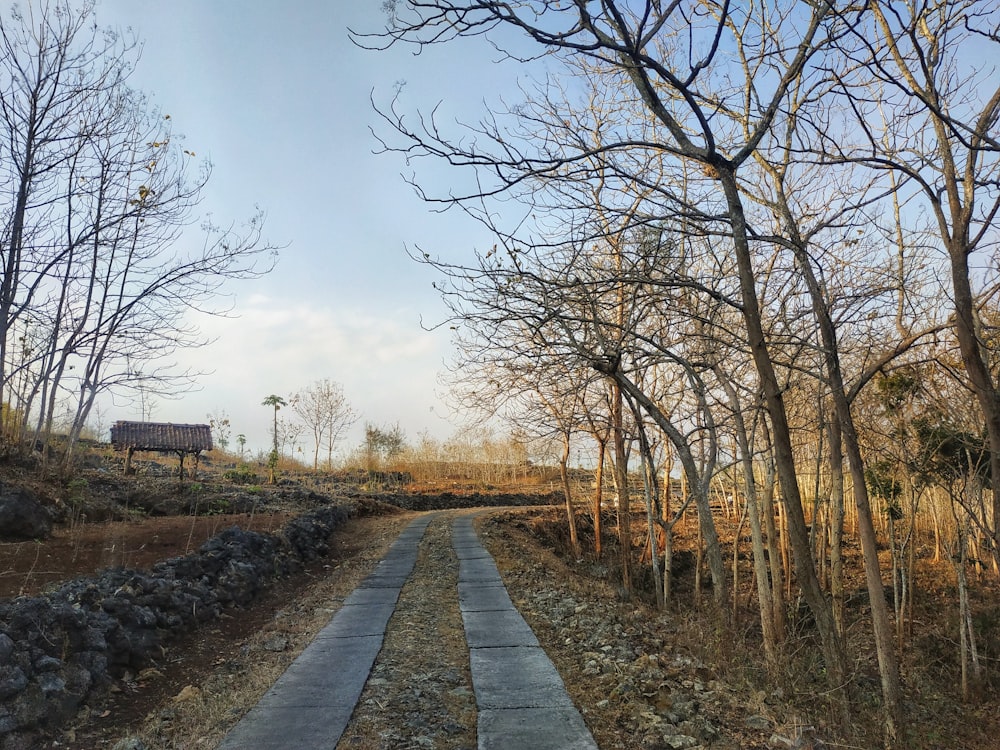 brown trees