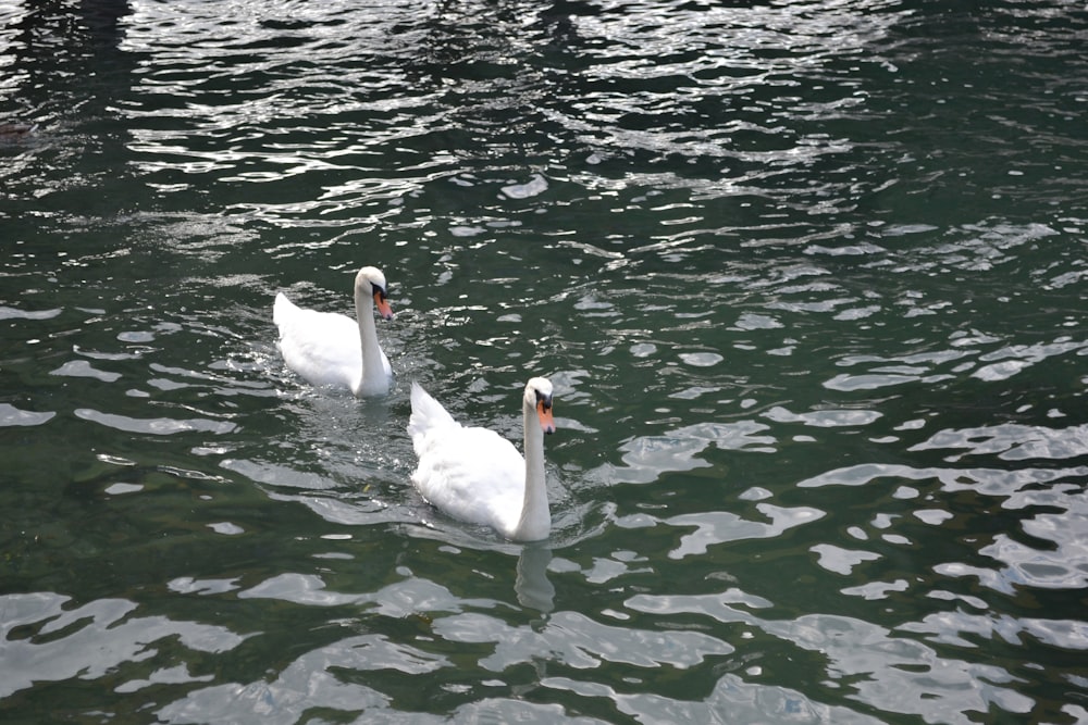 two white swans