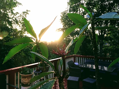 Sunlit patio with natural wood furniture and tropical plants.