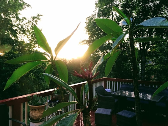 A cozy teak outdoor furniture set arranged on a sunlit patio with lush greenery around.