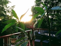 A serene outdoor setting with lush green foliage and large tropical plants on a wooden deck. The sunlight shines brightly, casting warm, golden hues over the scene. Patio furniture, including a table and chairs, is neatly arranged on the deck, and a potted plant is visible on the railing.