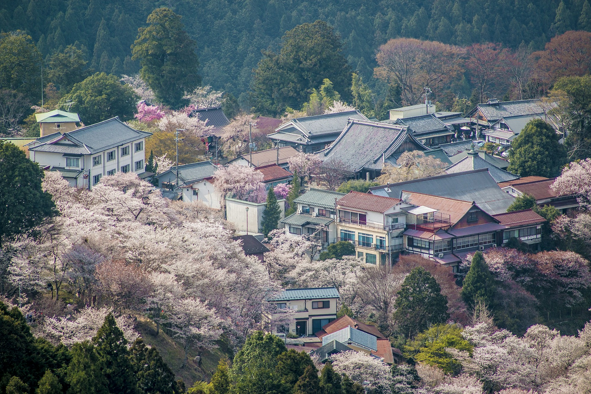 Exploring Nara's Traditional Cuisine: Dishes, Restaurants, Recipes