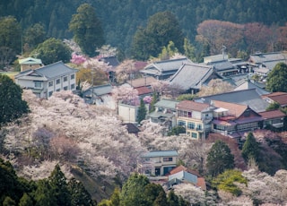 aerial view of trees and houses