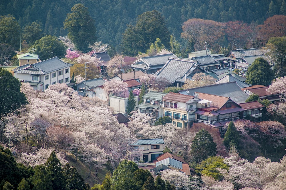 aerial view of trees and houses