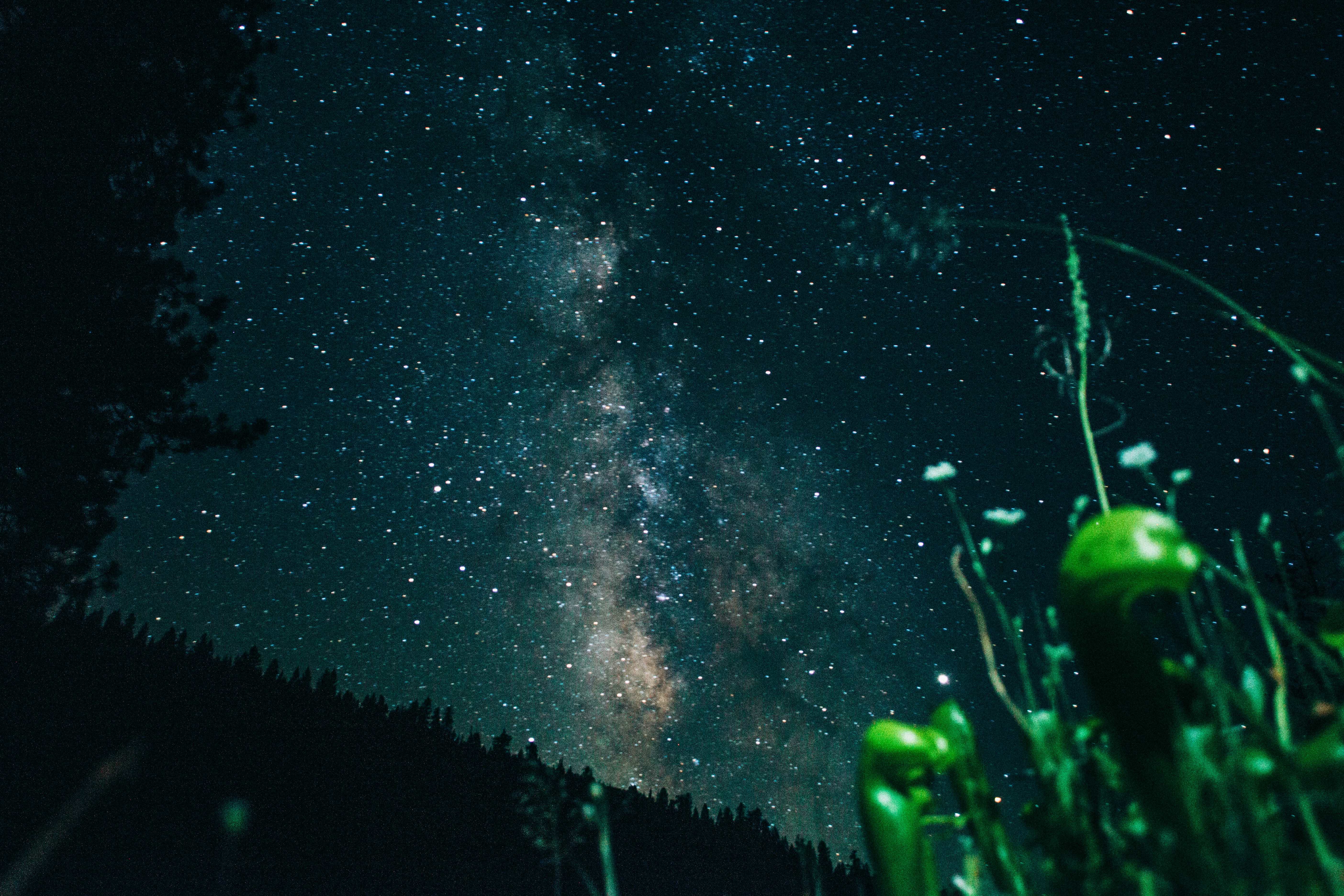 photo of green plant