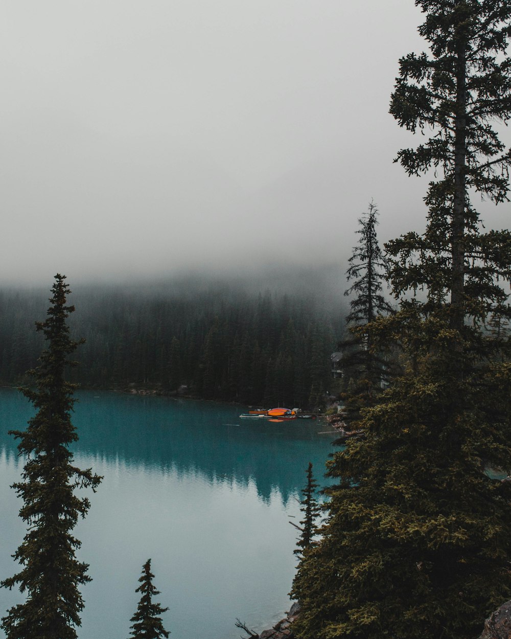 trees beside lake