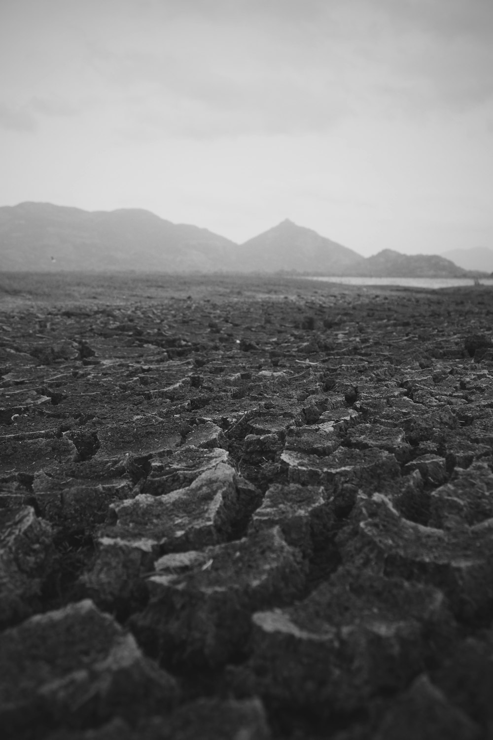 grayscale photo of dried land
