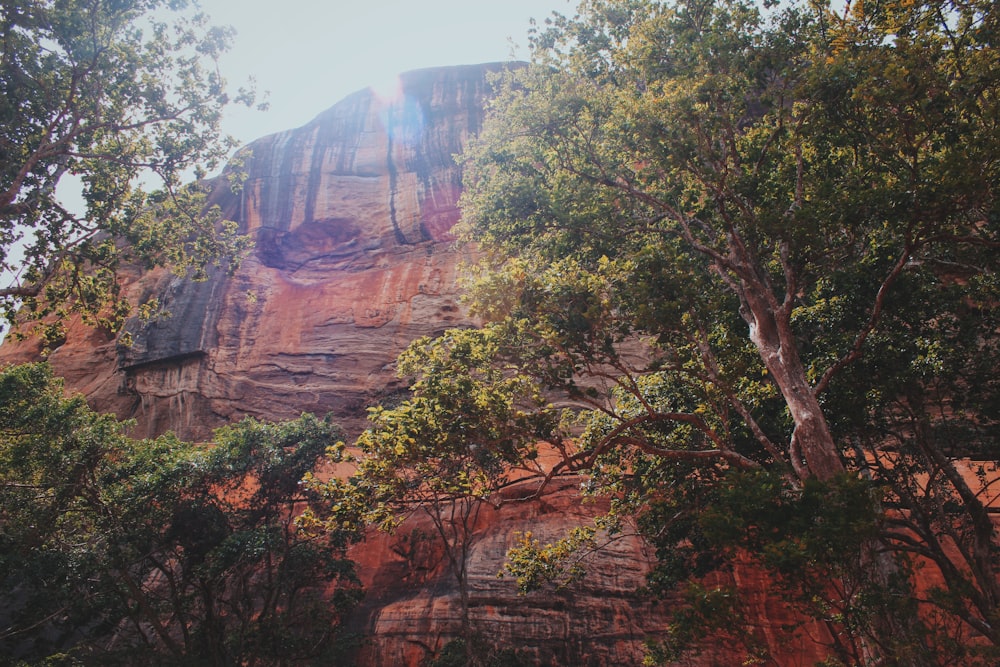 cliff with trees view during daytime