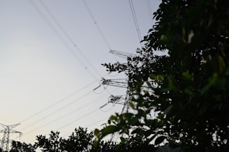 A series of tall power lines and transmission towers intersecting against the sky, framed by dense green foliage from trees. The wires stretch across the horizon, creating geometric patterns against the dusk or dawn sky.