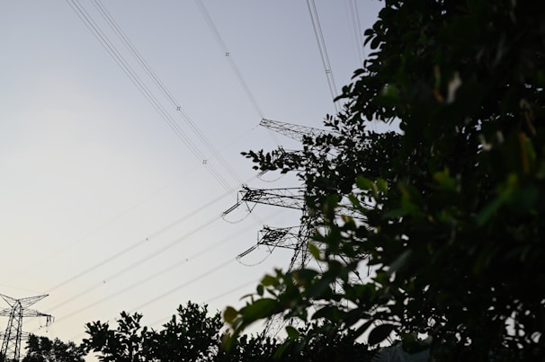A series of tall power lines and transmission towers intersecting against the sky, framed by dense green foliage from trees. The wires stretch across the horizon, creating geometric patterns against the dusk or dawn sky.