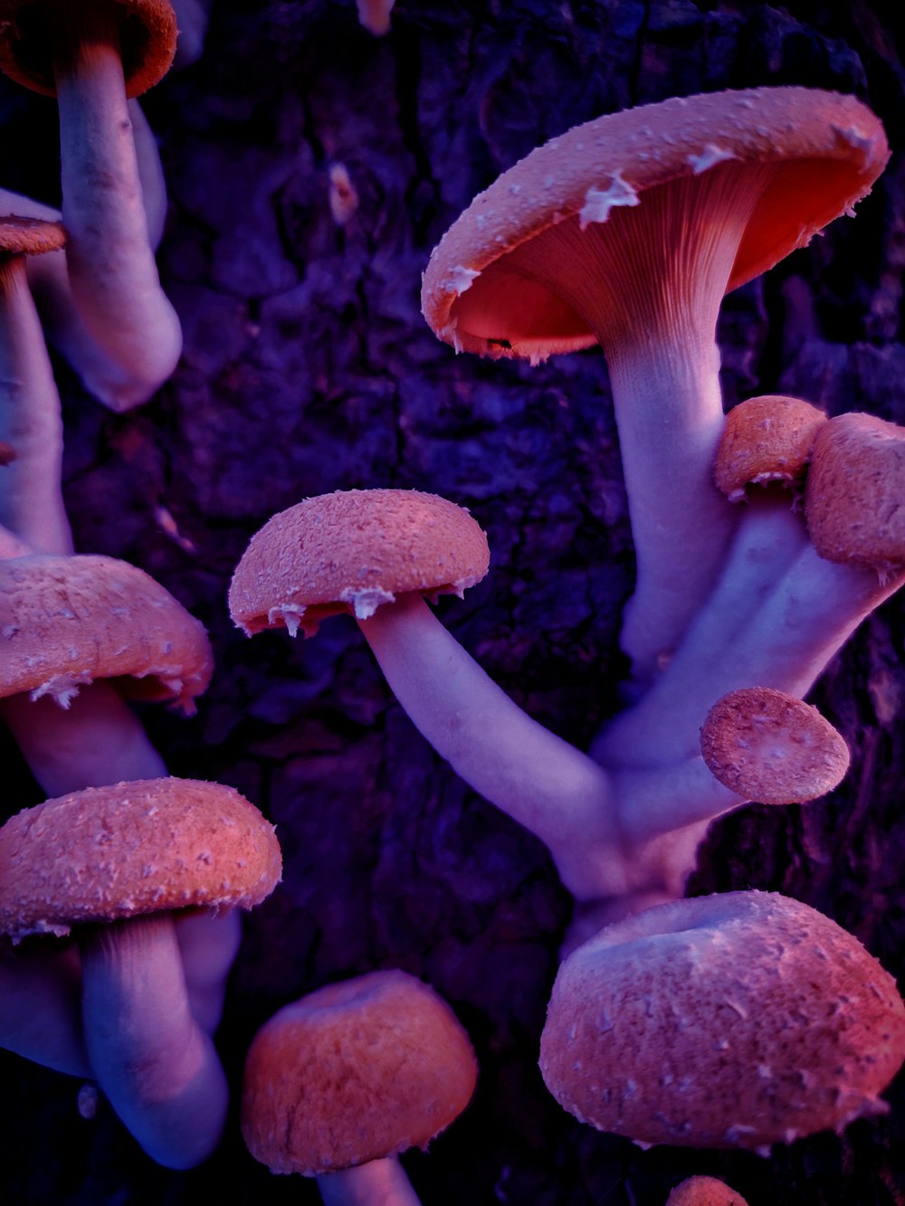 champignon brun en photographie en gros plan