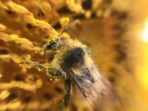 A close-up view of a bee covered in pollen as it navigates the intricate structures of a flower. The bee's body is dusted with yellow pollen particles, showcasing its role in pollination.